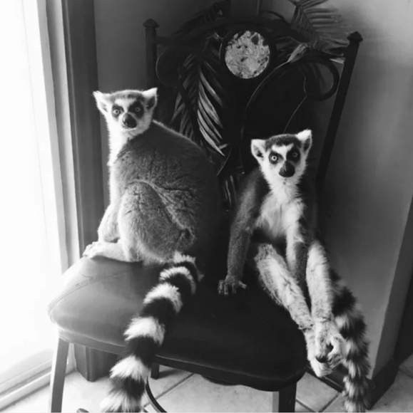 🐒 XL Black Crewneck Lemur Sweatshirt🧥 - Picture 14 of 16